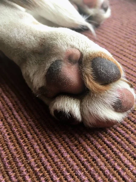 白い子犬の足の手のひらで茶色の背景 — ストック写真