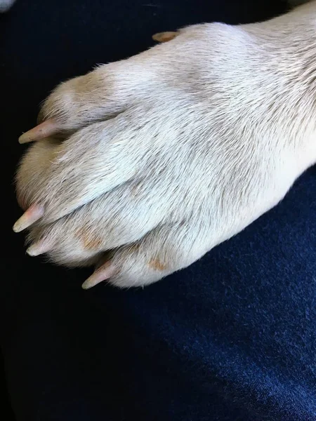 白い子犬の足オンダークブルーの背景 — ストック写真
