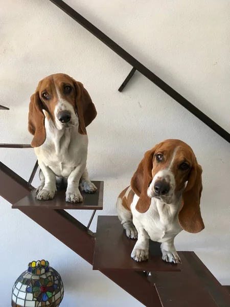 Два Любопытных Пса Бассета Лестнице — стоковое фото