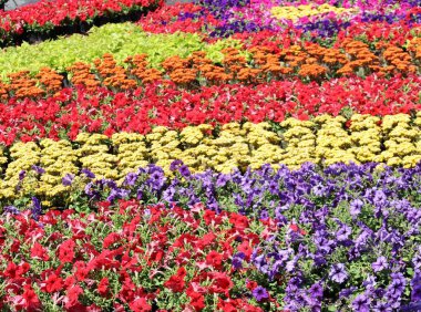 Renkli çiçek tarlası
