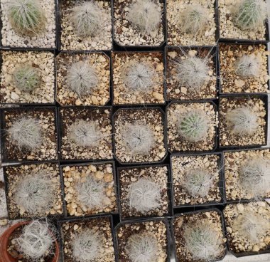 Kare saksılarda çocuk odasındaki Cephalocereus senilis kaktüsü