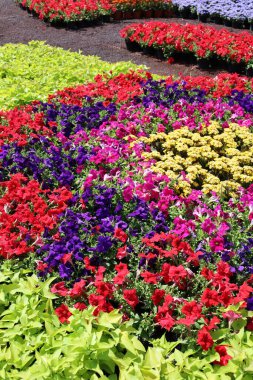 Meksika 'daki kreşte renkli petunyalar