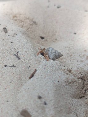 Beyaz sahilde keşiş yengeci