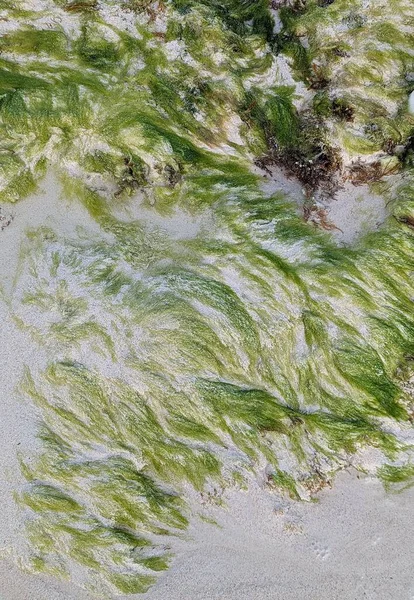 Πράσινα Φύκια Πέτρα Παραλία Λευκή Άμμο Στην Καραϊβική Φυσικό Υπόβαθρο — Φωτογραφία Αρχείου