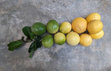 Tutkulu meyve aşamaları, yeşilden olgunluğa çimento arka planında yapraklarla.