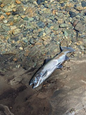 Patagonya nehrinde ölü balık ve taşlar