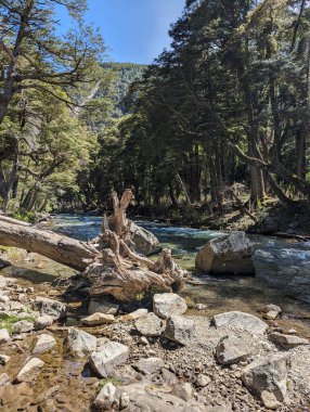 Patagonya nehir kıyısındaki devrilmiş ağaç