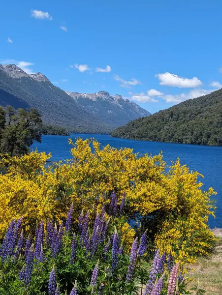 Fioletowe Żółte Kwiaty Jezioro Góry Bariloche Zdjęcie Stockowe