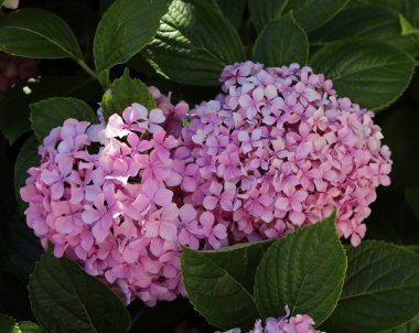 Bahçede pembe ortancalar ve yeşiller