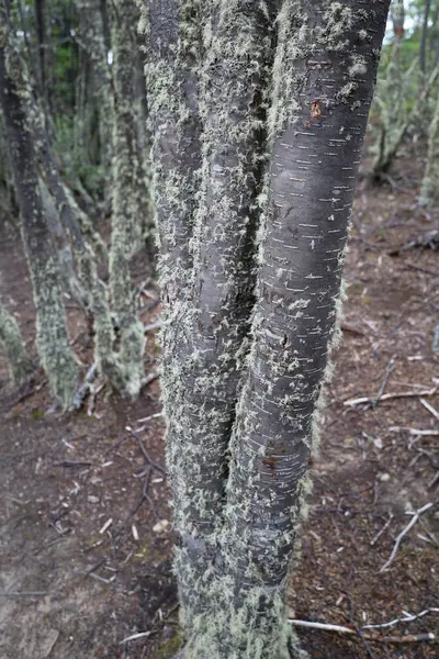 stock image Moss on tree trunk at forest