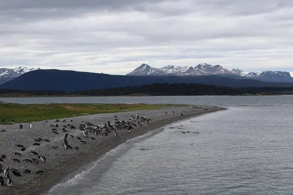 Tierra del fuego landscape with penguins