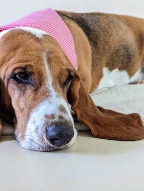 Basset av köpeği pembe mendille huzur içinde uzanıyor.