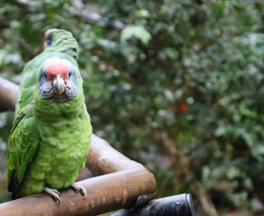 Yeşil ve mavi papağan daldaki kameraya bakıyor.