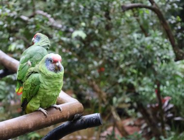 Iguazu bulutlu bir günde ağaçla panoramik bir görünüm sergiliyor