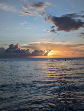 Kahvaltı tabağında meyveli waffle 'dan bal yudumlayan arı.