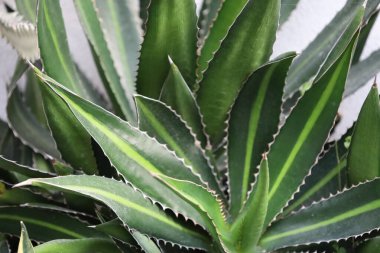 Agave bitkisi doğal arkaplan