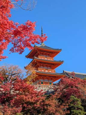 Japonya 'da momiji mevsiminde güzel Japon pagoda ve sonbahar yaprakları