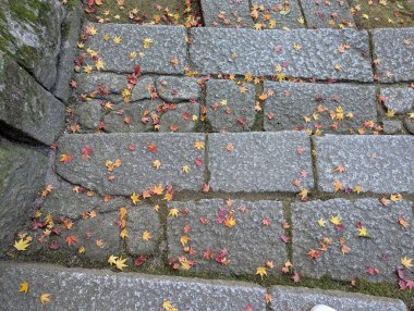 Japon momiji sarı yaprakları eski taş merdivenlerde.