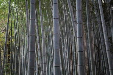 Kyoto yakınlarındaki bambu ormanında bambu ağaçları.