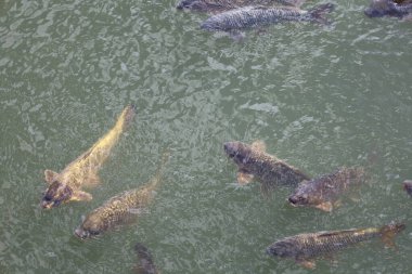 Yeşil sudaki Japon Koi balığı
