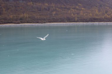 Alaska 'da mavi suda uçan martı