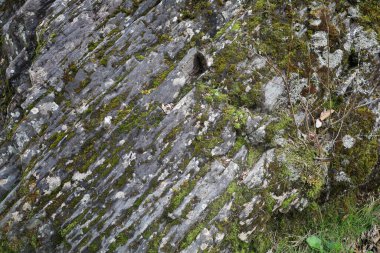 Taşların, dalların ve yosunların doğal arka planı
