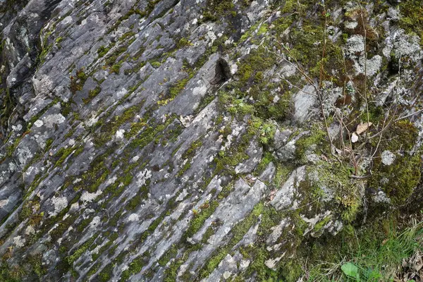 Taşların, dalların ve yosunların doğal arka planı