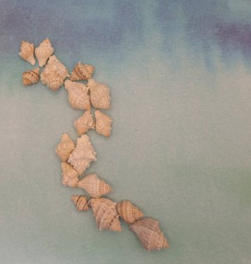  Düzensiz deniz salyangozu mavi arka plan, boş alan