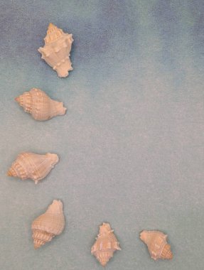 Deniz salyangozu mavi arkaplan, boş alan