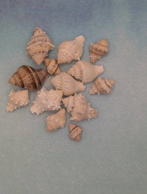 Açık mavi arka planda deniz salyangozlarından oluşan spiral şekil