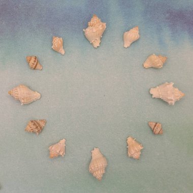 Deniz salyangozu mavi arkaplan, boş alan