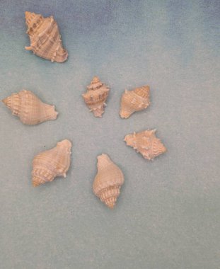 Spiral deniz salyangozu mavi arka plan, boşluk yok.