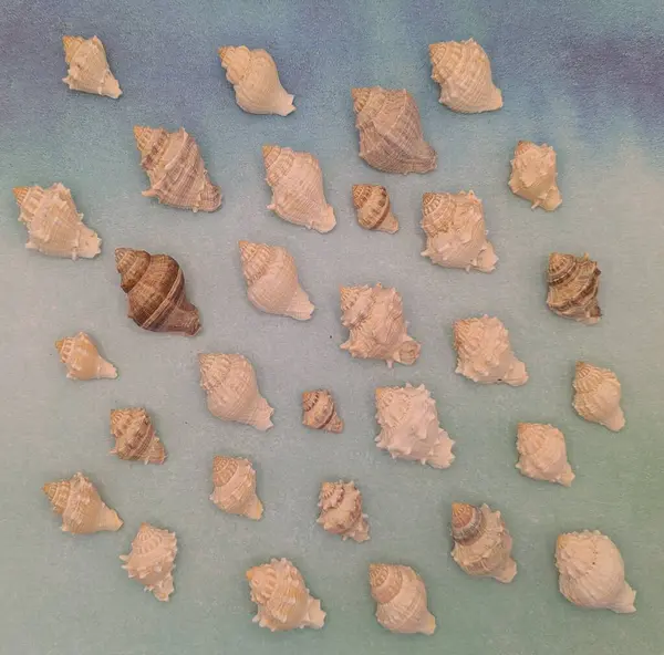 Deniz salyangozu çerçevesi, mavi arkaplan, boş alan