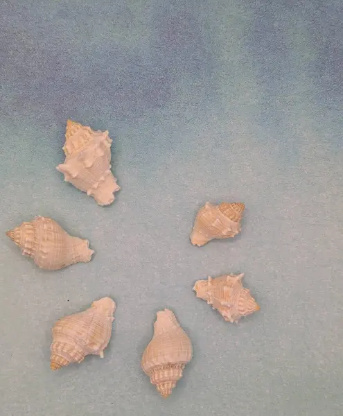 Deniz salyangozu çerçevesi, mavi arkaplan, boş alan