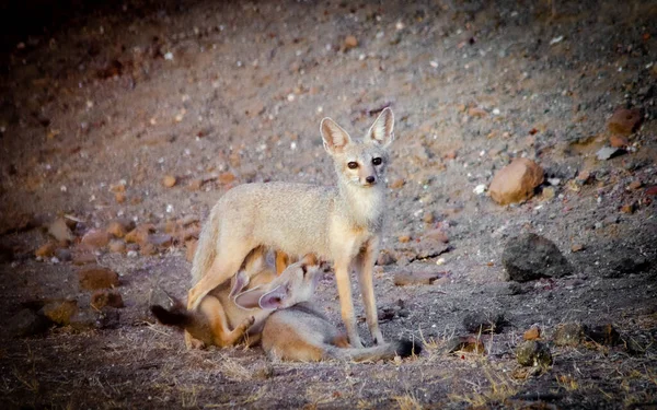 Indian Fox Wild Rare Animal