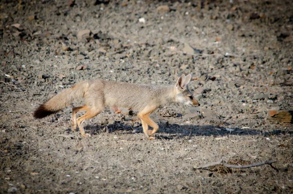 Indian Fox Wild Rare Animal — Stock Photo, Image