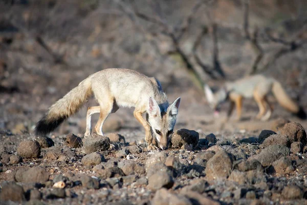 Indian Fox Wild Rare Animal