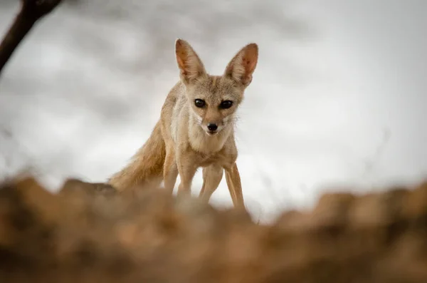 Wild Rare Animal  Indian Fox