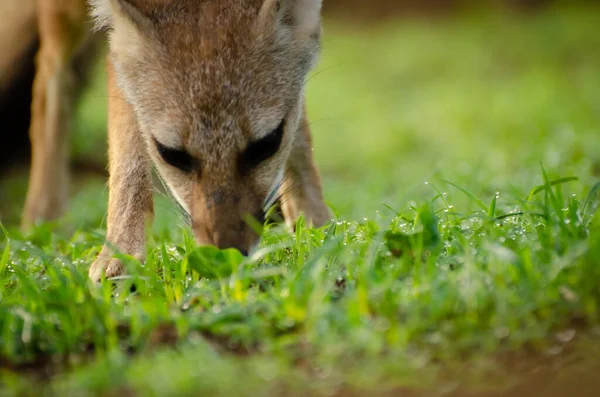 a closeup shot of a cute kangaroo in the grass