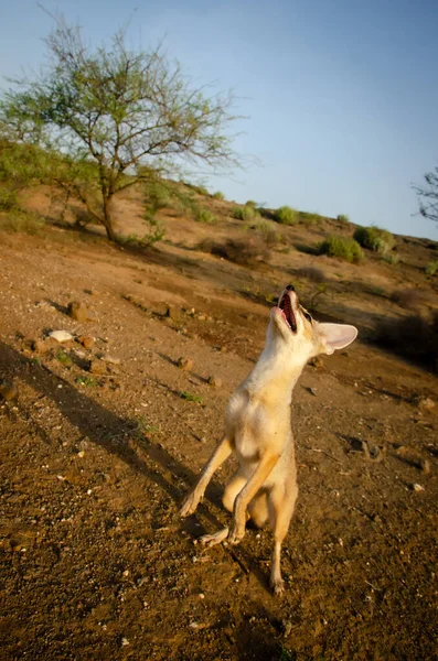 Wild Rare Animal  Indian Fox