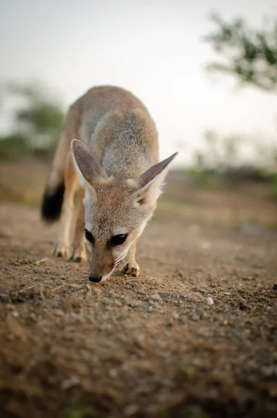 a closeup shot of a cute kangaroo in the park