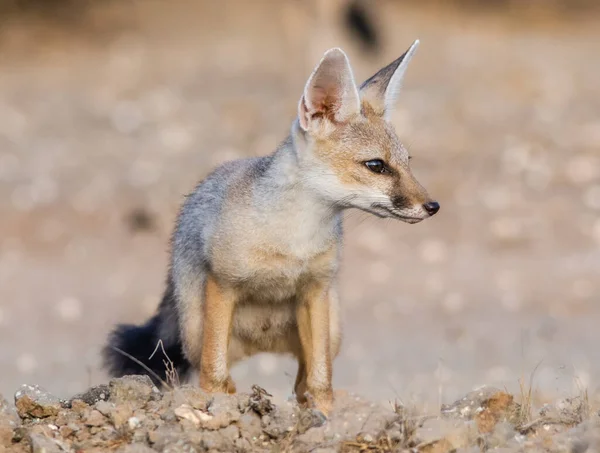 Beautiful Indian Fox Cub Wild — Stock Photo, Image