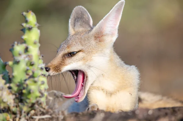 Wild Rare Animal Indian Fox