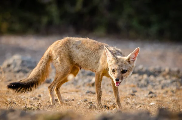 Wild Zeldzame Animal Indian Fox — Stockfoto