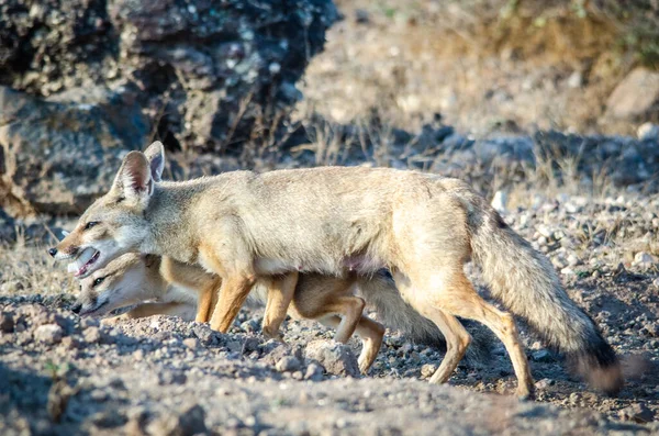 Wild Rare Animal Indian Fox — Stock Photo, Image