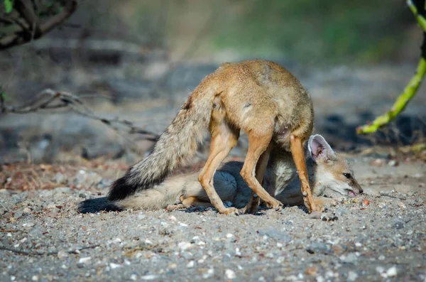 Wild Rare Animal Indian Fox — Stock Photo, Image