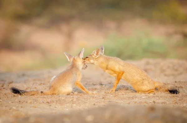 Dzikie Rzadkie Zwierzęta Lis Indyjski — Zdjęcie stockowe