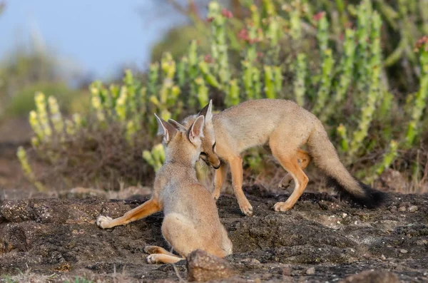 野生珍稀动物印第安人狐狸 — 图库照片