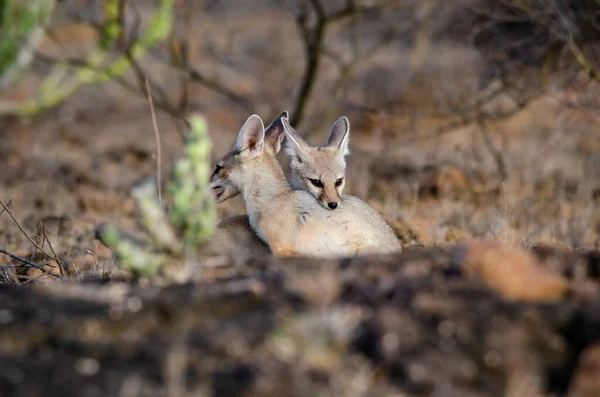 young red - backed fox in the wild