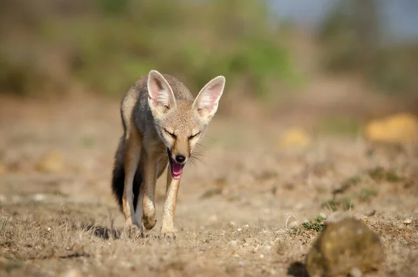 Wild Rare Animal Indian Fox
